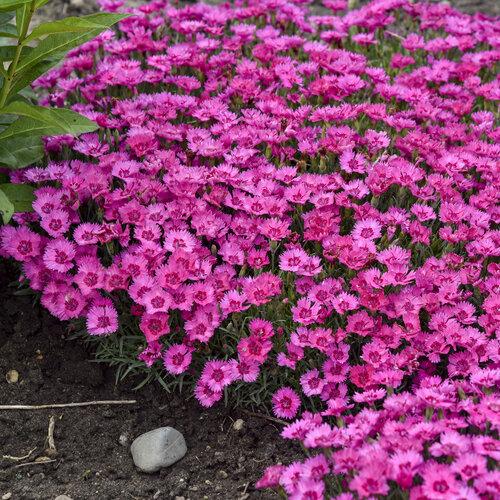 Dianthus 27paint The Town Fancy 27 12 B63ec19d 1f2c 426a 97db 7366f7f24d2d from www redcrocus com