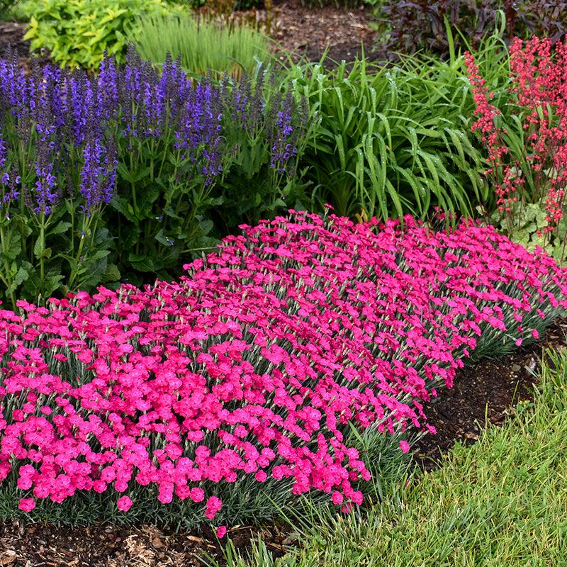 Dianthus 27paint The Town Fancy 27 13 1db200fb Af44 46ab Ae85 308215095b5f from www redcrocus com