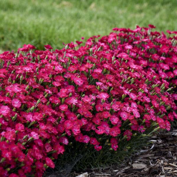 Dianthus 27paint The Town Fancy 27 16 059077a5 211f 4a34 8111 819317b630fa from www redcrocus com