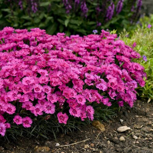 Dianthus 27paint The Town Fancy 27 17 32e946dd B66d 4954 976d Ed9f47f44400 from www redcrocus com