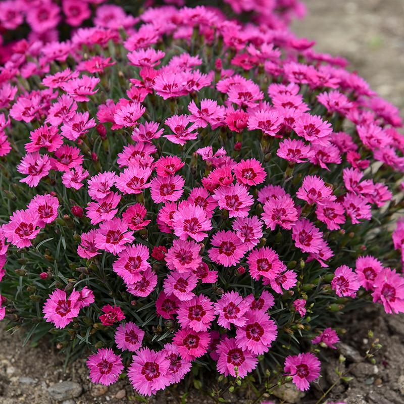 Dianthus 27paint The Town Fancy 27 19 5b97384b 2750 4059 B192 2b1ef90bac4a from www redcrocus com