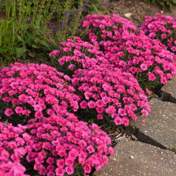 Dianthus 27paint The Town Fancy 27 1 C643b4a3 5948 433e B1f1 A21fa3c1b76b from www redcrocus com