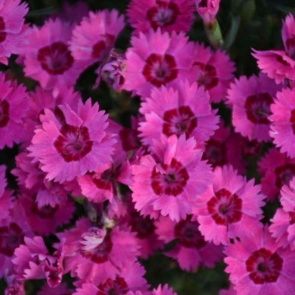 Dianthus 27paint The Town Fancy 27 20 93cc816f 7e2f 4589 997f 7be168d9ff9d from www redcrocus com