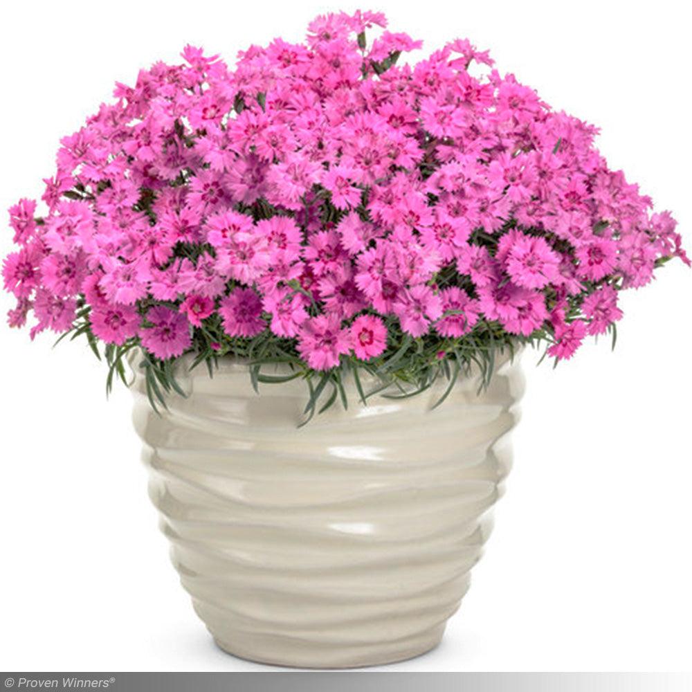 Dianthus 27paint The Town Fancy 27 22 E6f18f04 Ccde 45f5 B685 4cd5c701b416 from www redcrocus com