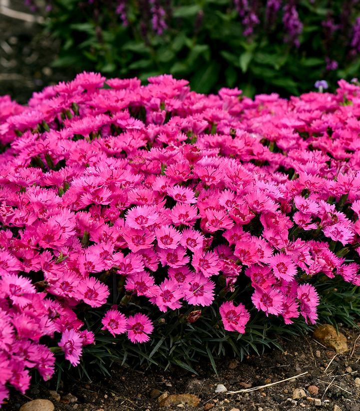 Dianthus 27paint The Town Fancy 27 24 55e84f32 04aa 4230 A5f5 087ec5663320 from www redcrocus com