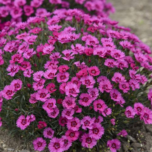 Dianthus 27paint The Town Fancy 27 2 1df8857c 6803 4bf4 877d 9d92ab665bdc from www redcrocus com