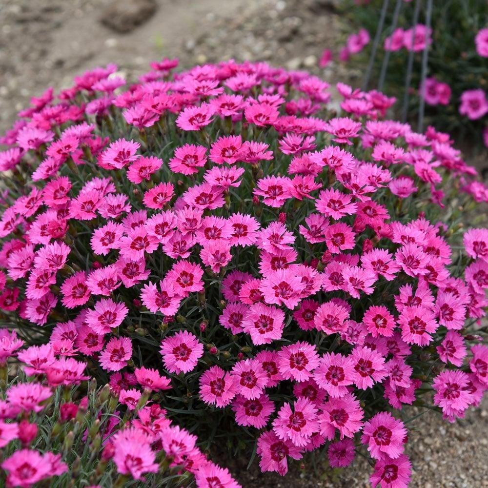 Dianthus 27paint The Town Fancy 27 31 F593d943 84bd 4743 8ad0 916b829539ab from www redcrocus com