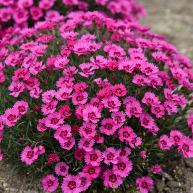 Dianthus 27paint The Town Fancy 27 33 2e140012 87cf 4276 A9de 4e687926b886 from www redcrocus com