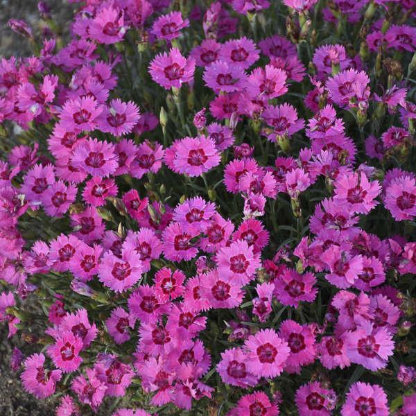 Dianthus 27paint The Town Fancy 27 34 9e6b5fb0 1224 4331 96ff 73736d6cb847 from www redcrocus com