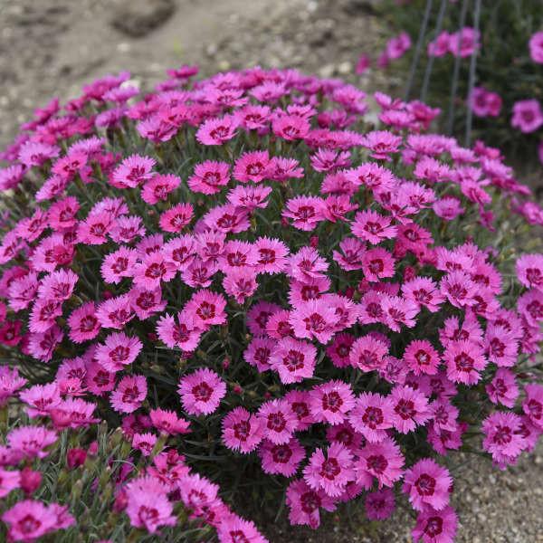 Dianthus 27paint The Town Fancy 27 35 014f23a0 B2b3 4c94 Bffc 1c8f73965b47 from www redcrocus com