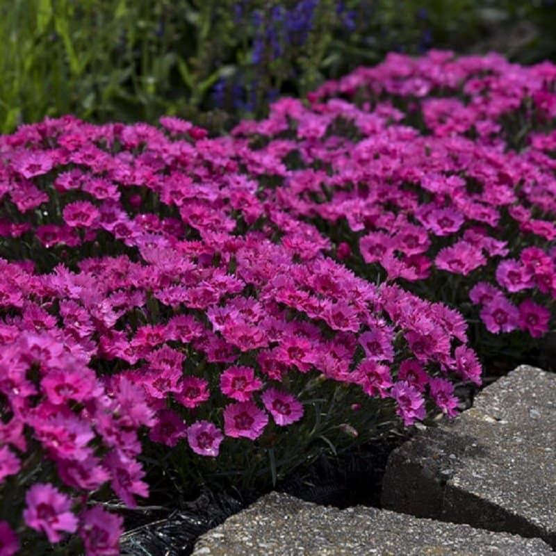 Dianthus 27paint The Town Fancy 27 36 E6ab738b 04e2 4444 85df 9a5b038c6d1f from www redcrocus com