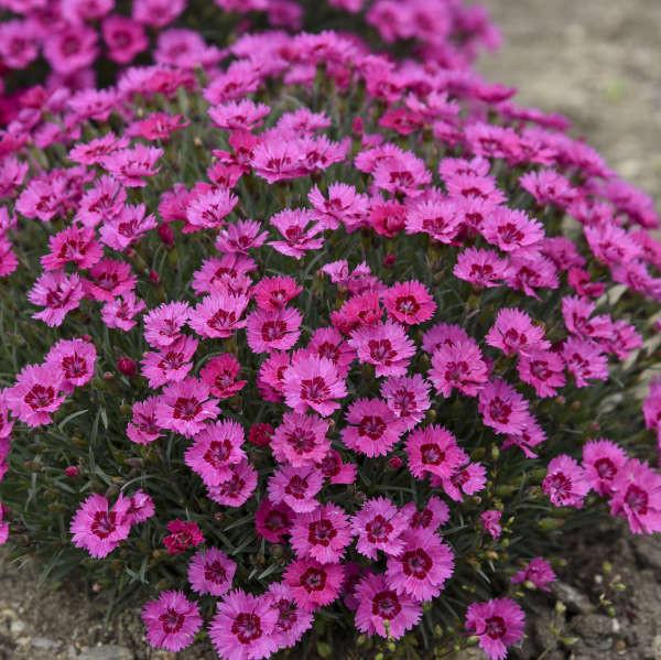 Dianthus 27paint The Town Fancy 27 37 Eff04c82 74e3 4bac 98e8 E27443193ec7 from www redcrocus com