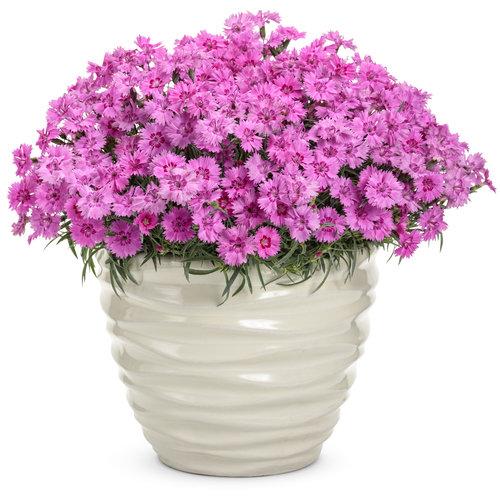 Dianthus 27paint The Town Fancy 27 39 B6470f11 7567 4705 B21e A2e4b32f1e90 from www redcrocus com
