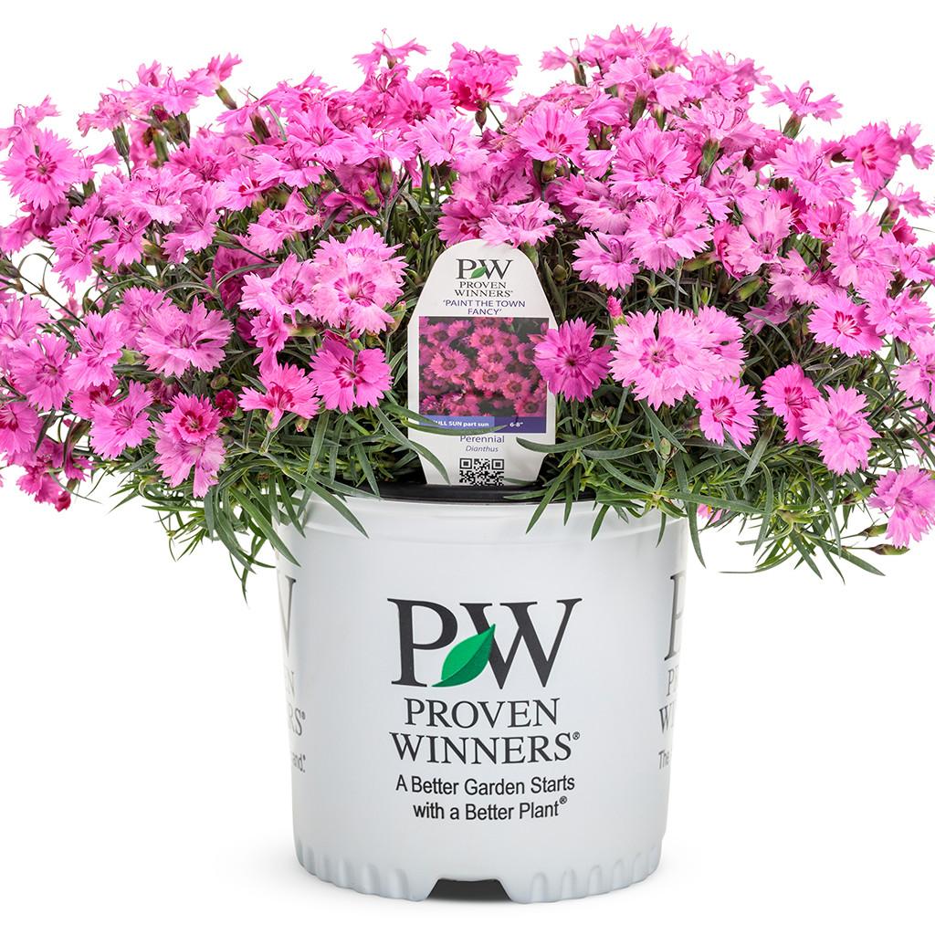 Dianthus 27paint The Town Fancy 27 40 1f9dac27 3fb4 49c1 Bfc8 4888c8d5535d from www redcrocus com