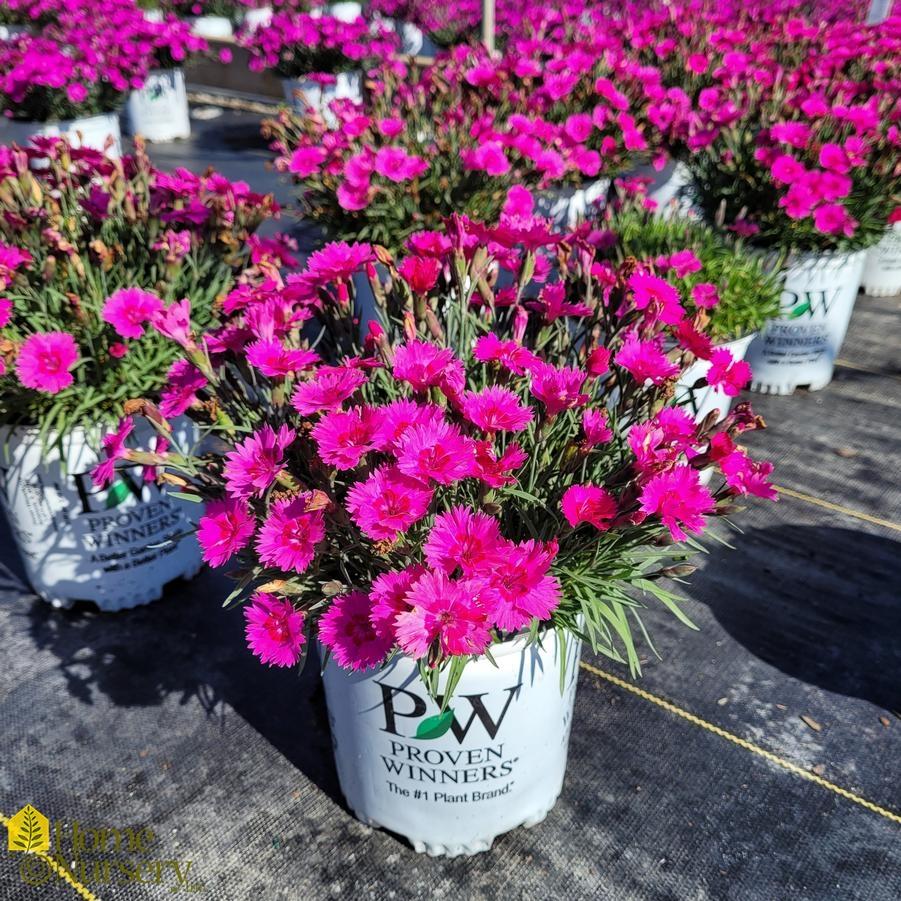 Dianthus 27paint The Town Fancy 27 5 119f0d9e Fb2c 473a Af35 9e918b9f13f8 from www redcrocus com