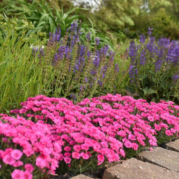 Dianthus 27paint The Town Fancy 27 6 1145dab6 933b 4c0b 8c5d 482d7c130c75 from www redcrocus com