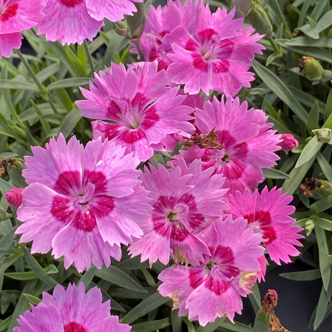 Dianthus 27paint The Town Fancy 27 9 65a281f9 6f65 485a A3f6 7282ce78fc8b from www redcrocus com