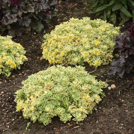 Sedum X Rock N Grow Boogie Woogie - View 10 from www redcrocus com