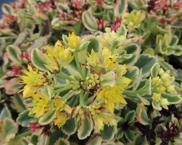 Sedum X Rock N Grow Boogie Woogie - View 12 from www redcrocus com