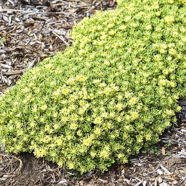 Sedum X Rock N Grow Boogie Woogie - View 15 from www redcrocus com