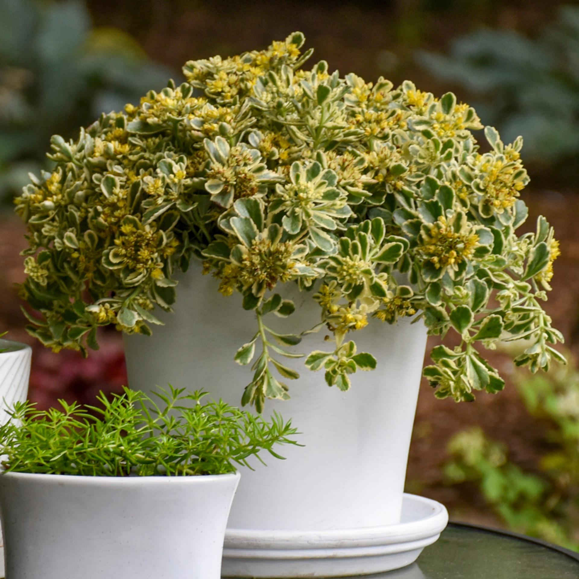 Sedum X Rock N Grow Boogie Woogie - View 16 from www redcrocus com