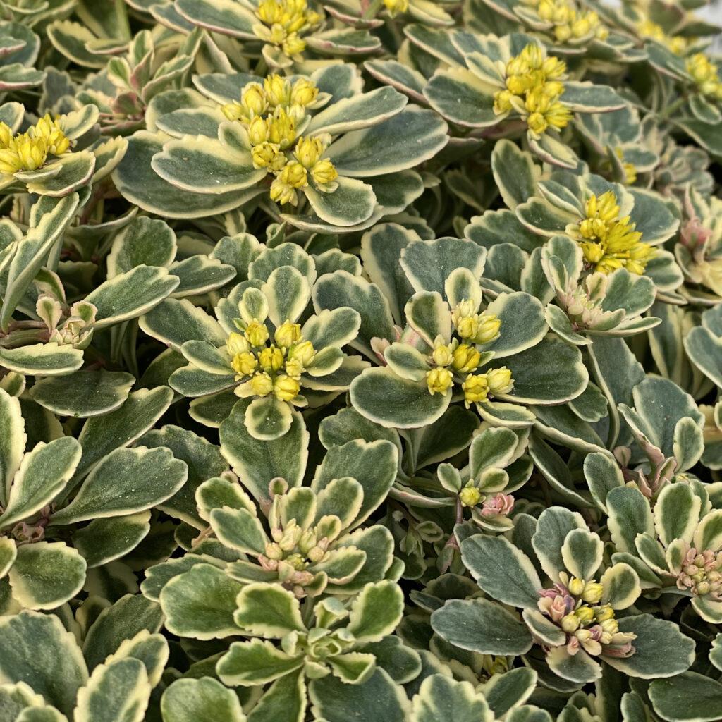 Sedum X Rock N Grow Boogie Woogie - View 2 from www redcrocus com