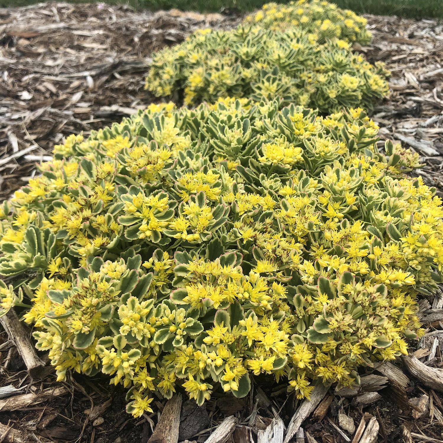 Sedum X Rock N Grow Boogie Woogie - View 3 from www redcrocus com