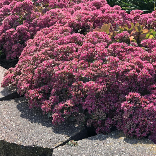 Sedum X Rock N Round Popstar - View 1 from www redcrocus com