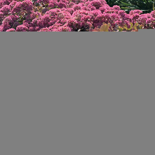 Sedum X Rock N Round Popstar - View 1 from www redcrocus com