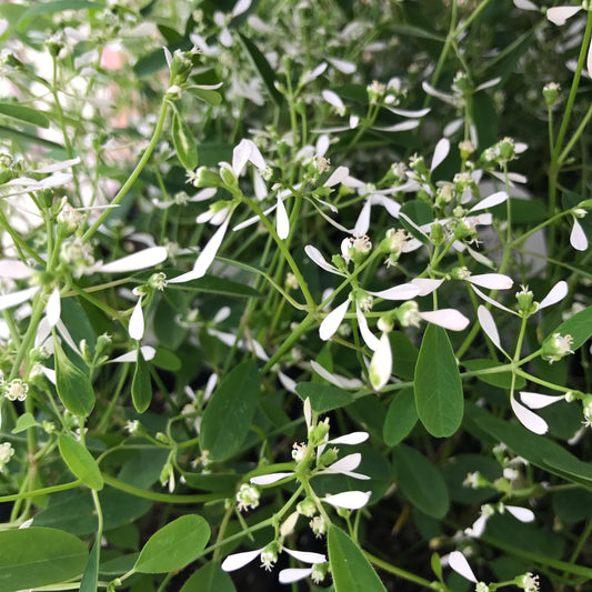 Euphorbia Diamond Frost - View 1 from www redcrocus com