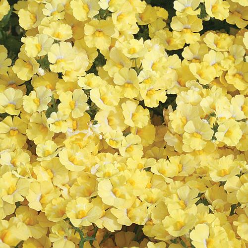 Nemesia Sunsatia Lemon - View 1 from www redcrocus com