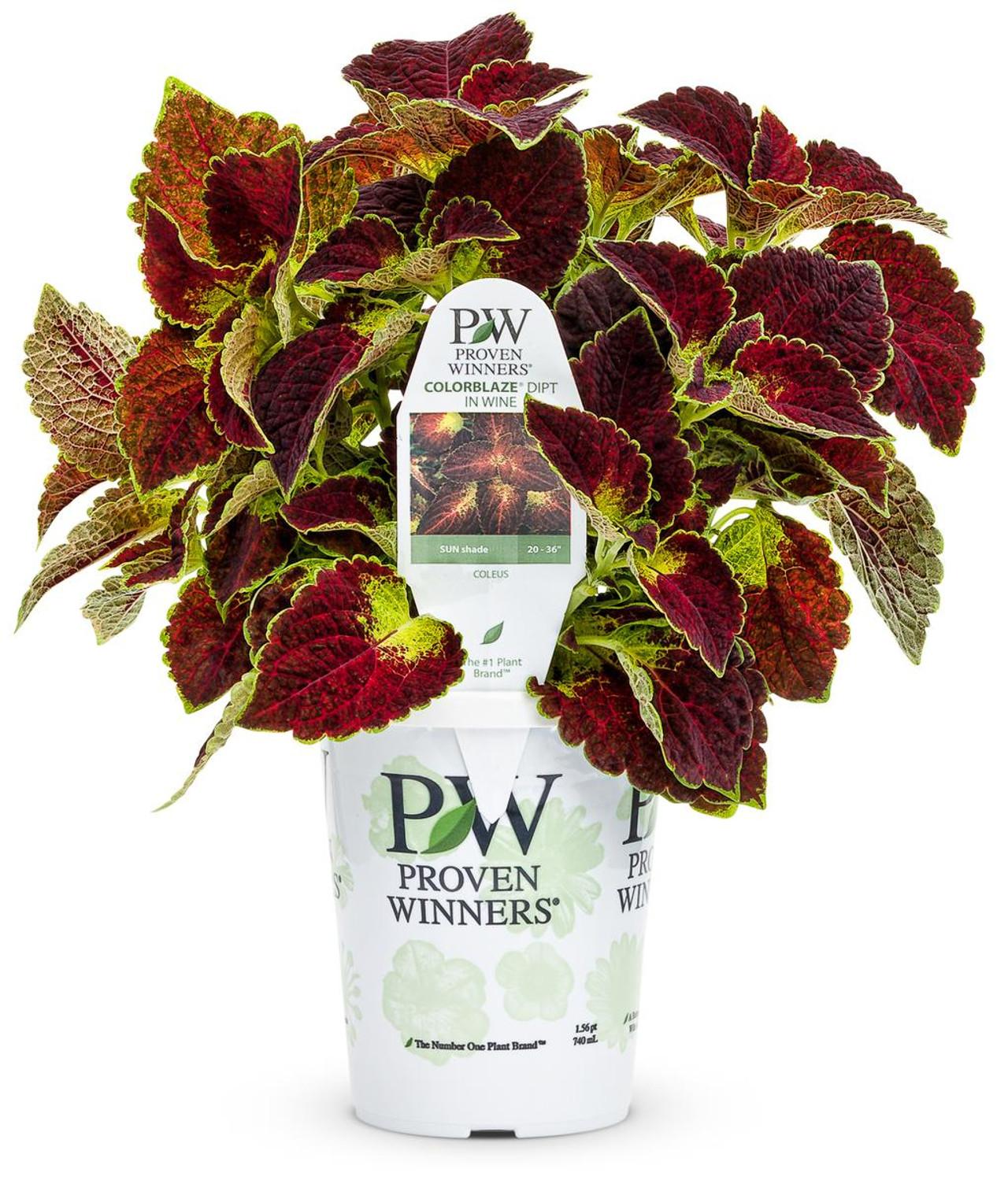 Coleus Colorblaze Dipt In Wine - View 10 from www redcrocus com