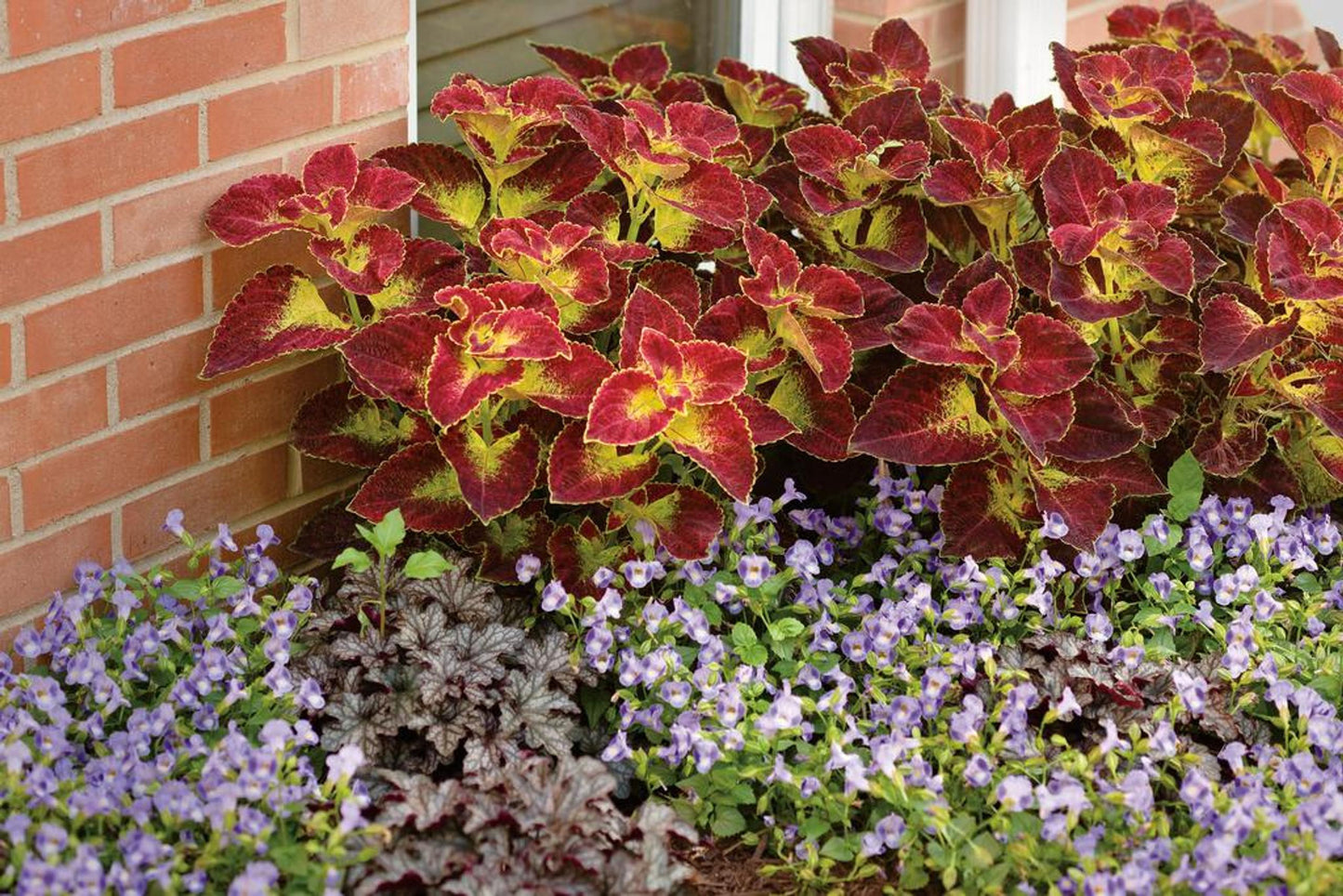 Coleus Colorblaze Dipt In Wine - View 11 from www redcrocus com