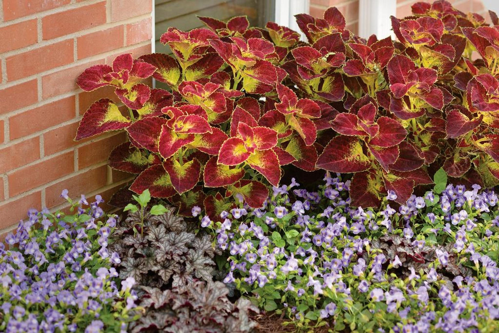 Coleus Colorblaze Dipt In Wine - View 11 from www redcrocus com