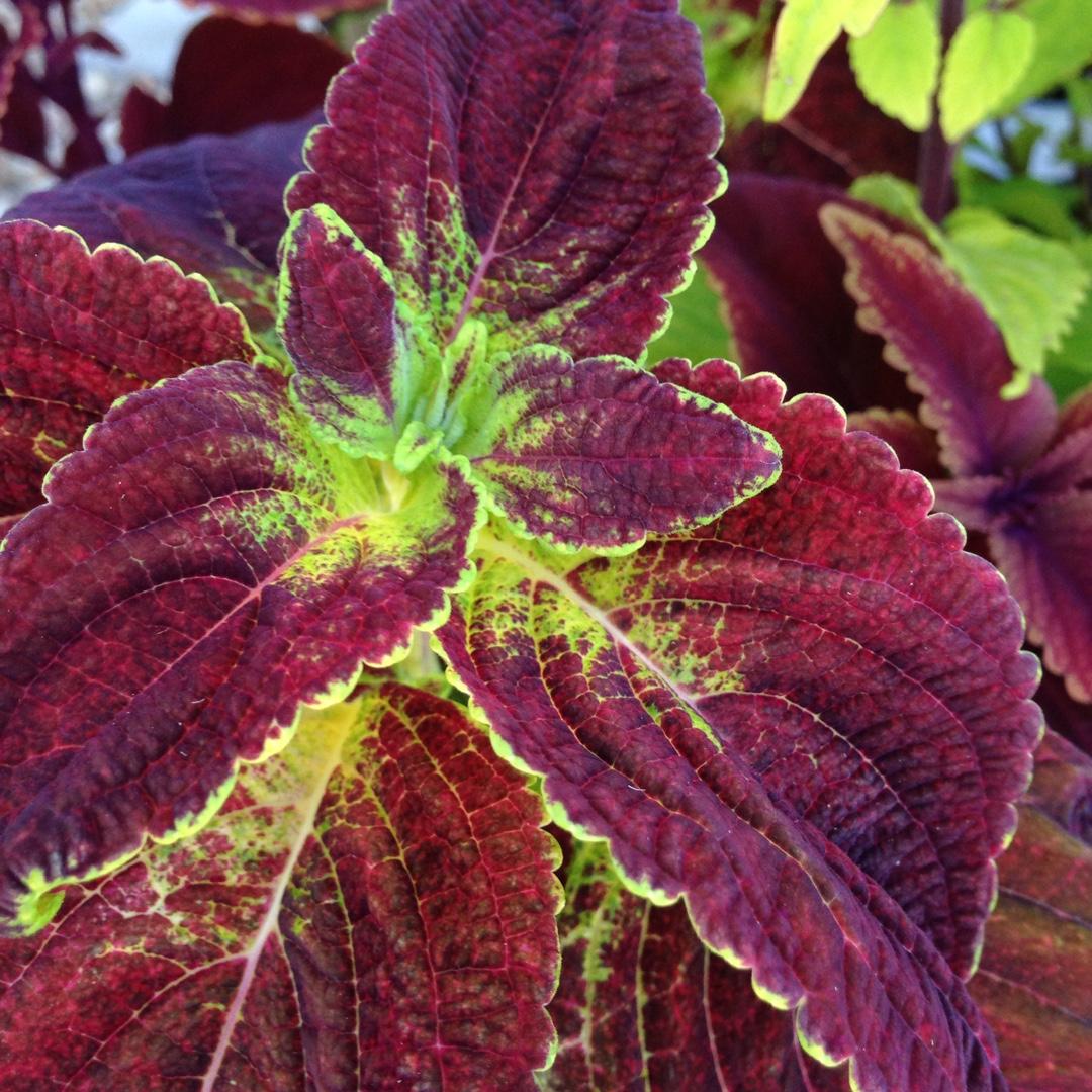 Coleus Colorblaze Dipt In Wine - View 12 from www redcrocus com