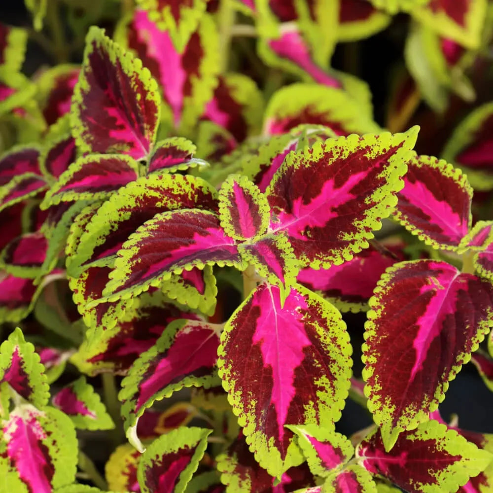 Coleus Colorblaze Dipt In Wine - View 13 from www redcrocus com