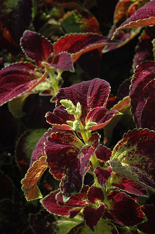 Coleus Colorblaze Dipt In Wine - View 14 from www redcrocus com