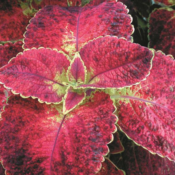 Coleus Colorblaze Dipt In Wine - View 15 from www redcrocus com