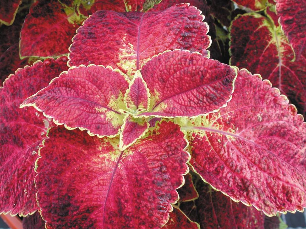 Coleus Colorblaze Dipt In Wine - View 16 from www redcrocus com