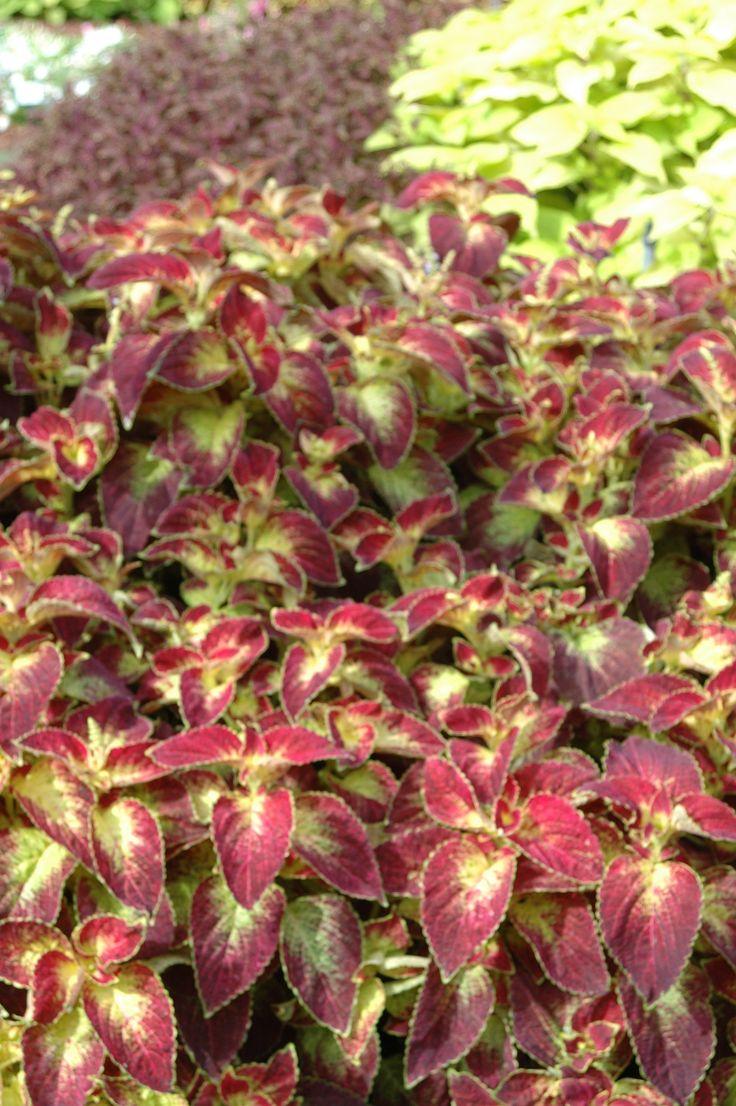 Coleus Colorblaze Dipt In Wine - View 17 from www redcrocus com