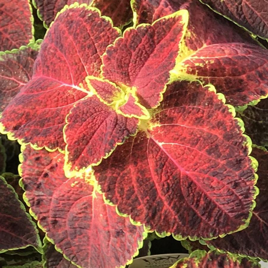 Coleus Colorblaze Dipt In Wine - View 2 from www redcrocus com
