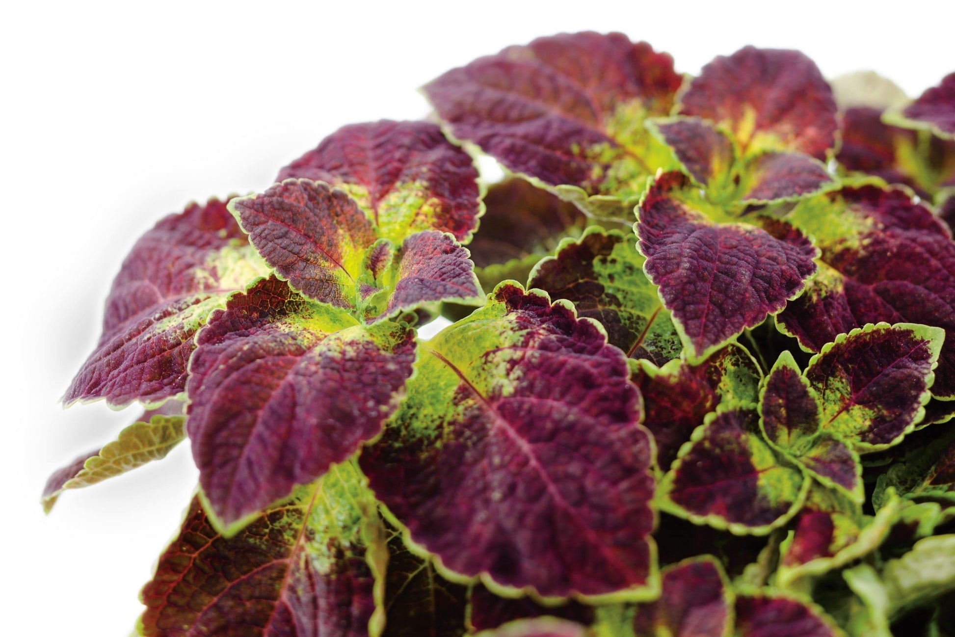 Coleus Colorblaze Dipt In Wine - View 3 from www redcrocus com