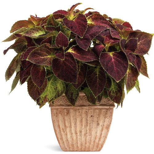 Coleus Colorblaze Dipt In Wine - View 4 from www redcrocus com