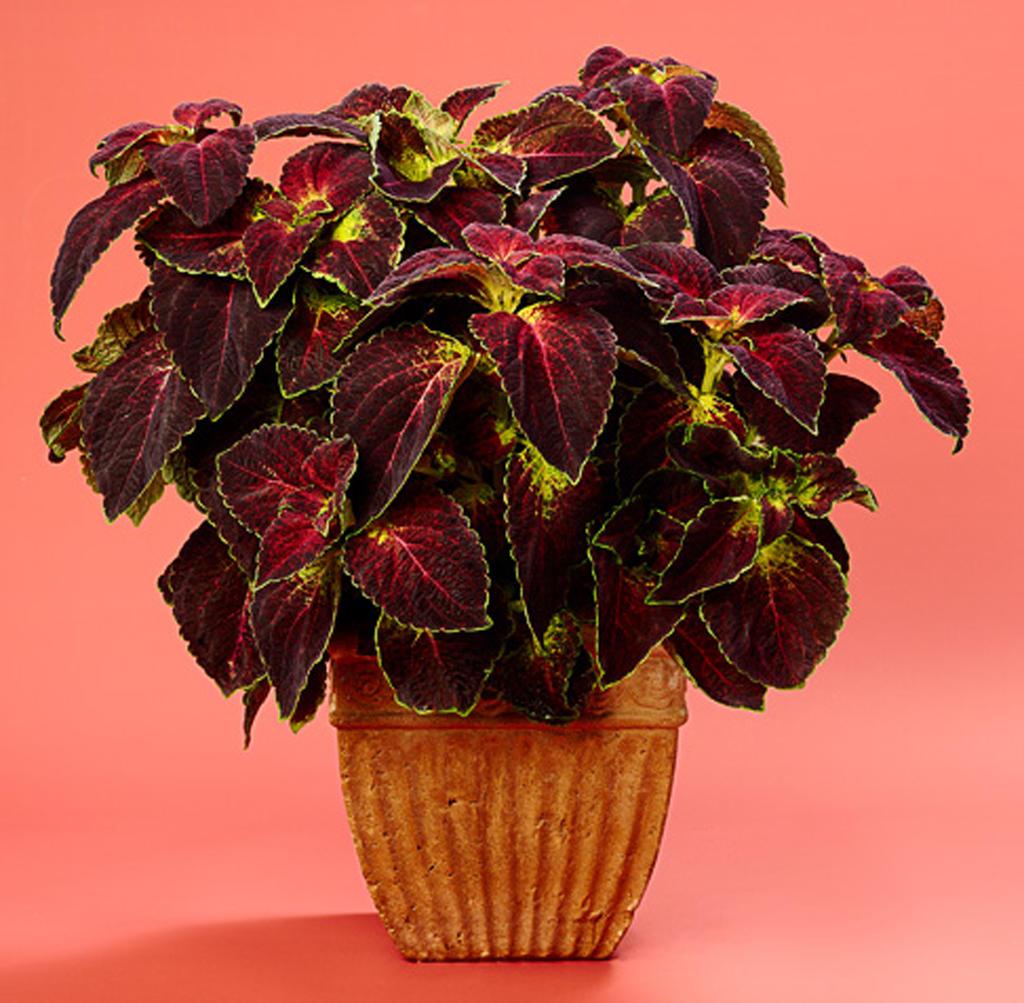 Coleus Colorblaze Dipt In Wine - View 5 from www redcrocus com