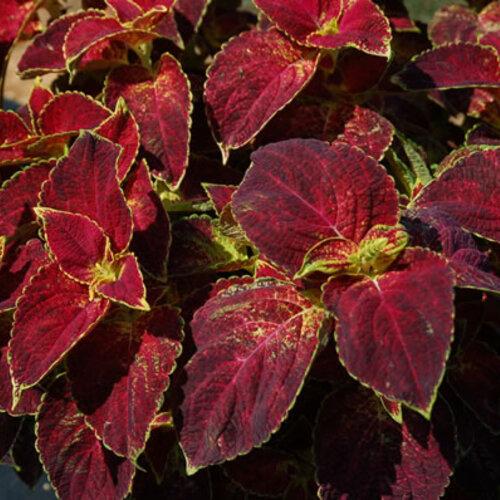 Coleus Colorblaze Dipt In Wine - View 6 from www redcrocus com