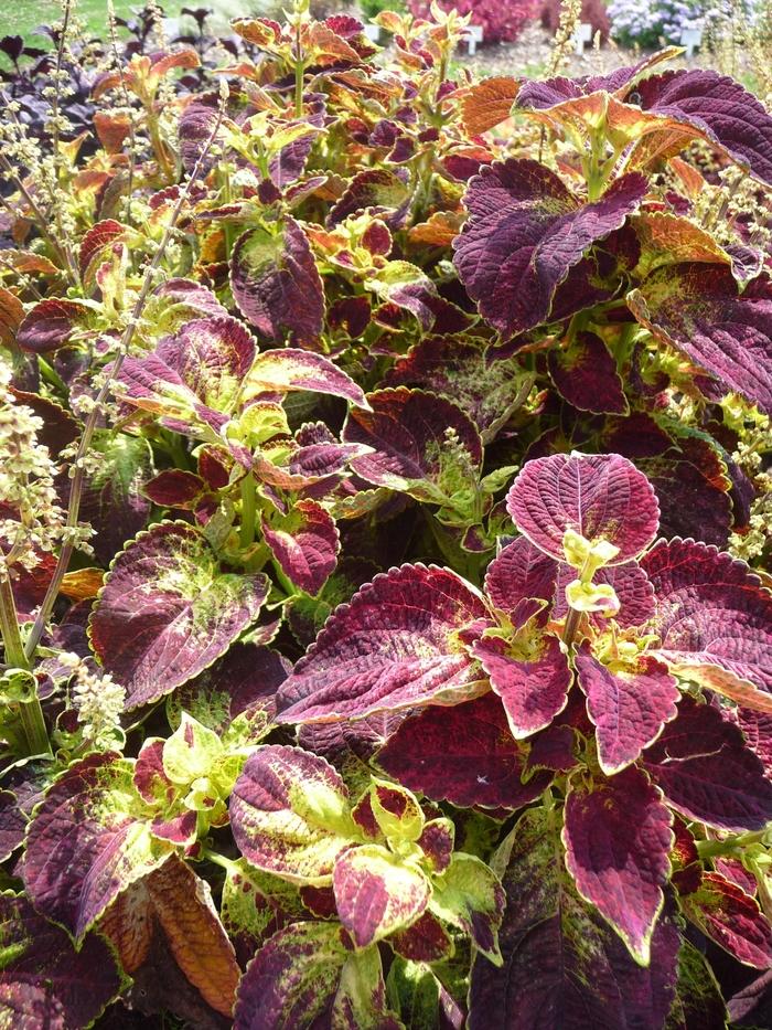 Coleus Colorblaze Dipt In Wine - View 7 from www redcrocus com