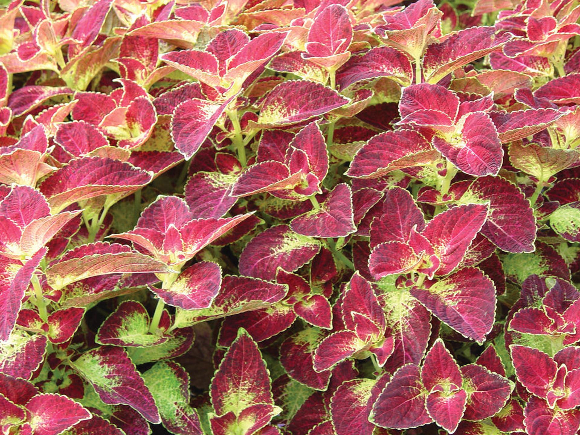 Coleus Colorblaze Dipt In Wine - View 8 from www redcrocus com