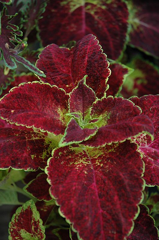 Coleus Colorblaze Dipt In Wine - View 9 from www redcrocus com