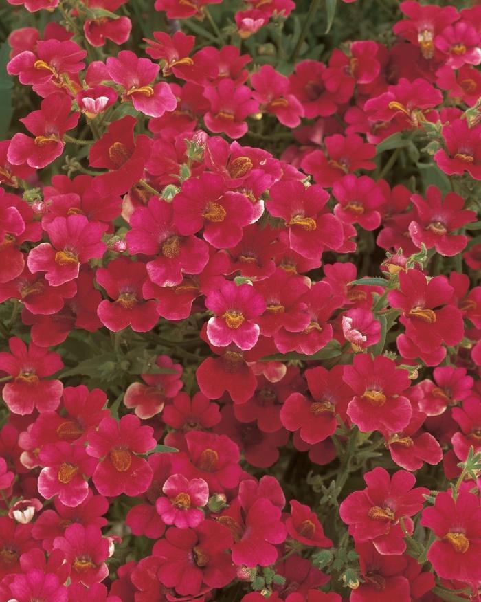 Nemesia Sunsatia Cranberry - View 10 from www redcrocus com
