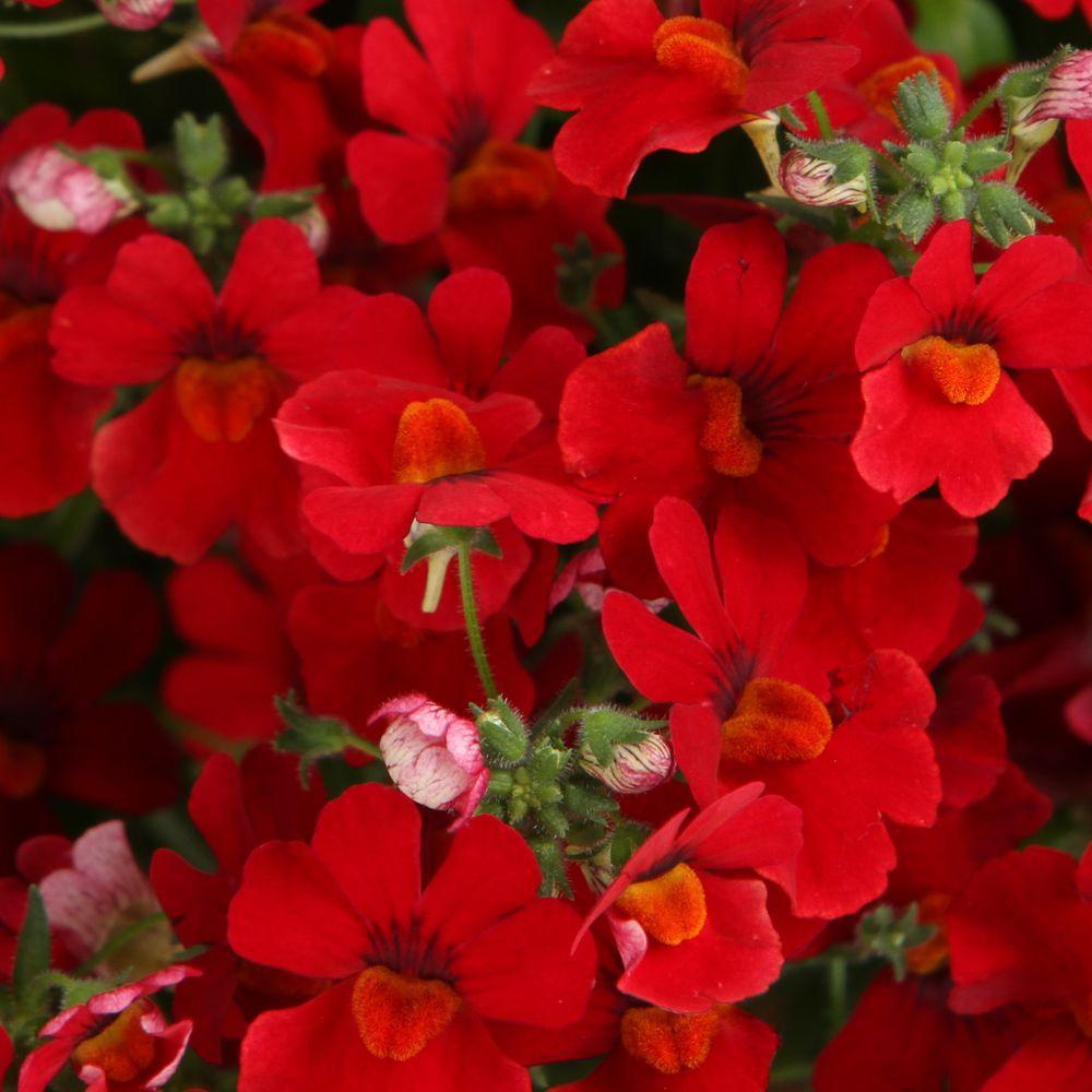 Nemesia Sunsatia Cranberry - View 11 from www redcrocus com